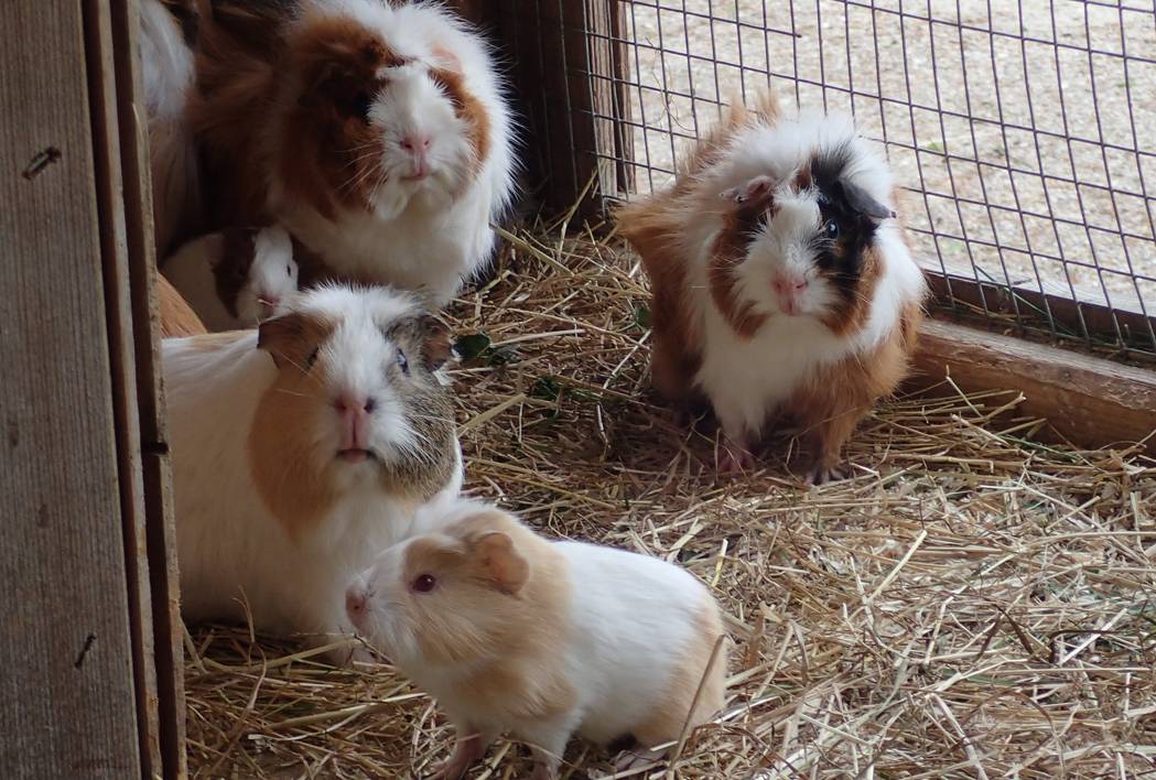 voglsam adventure park photo 3