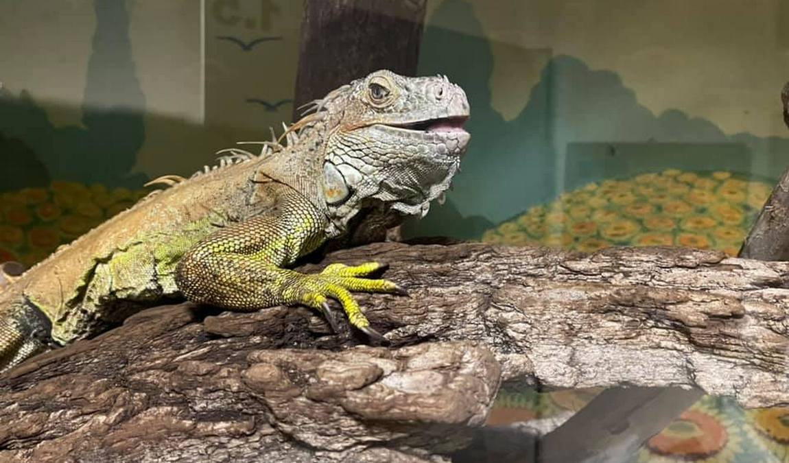 knirpsenfarm children's farm photo 2