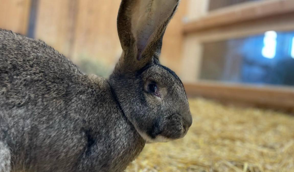 glessener mühlenhof photo 1