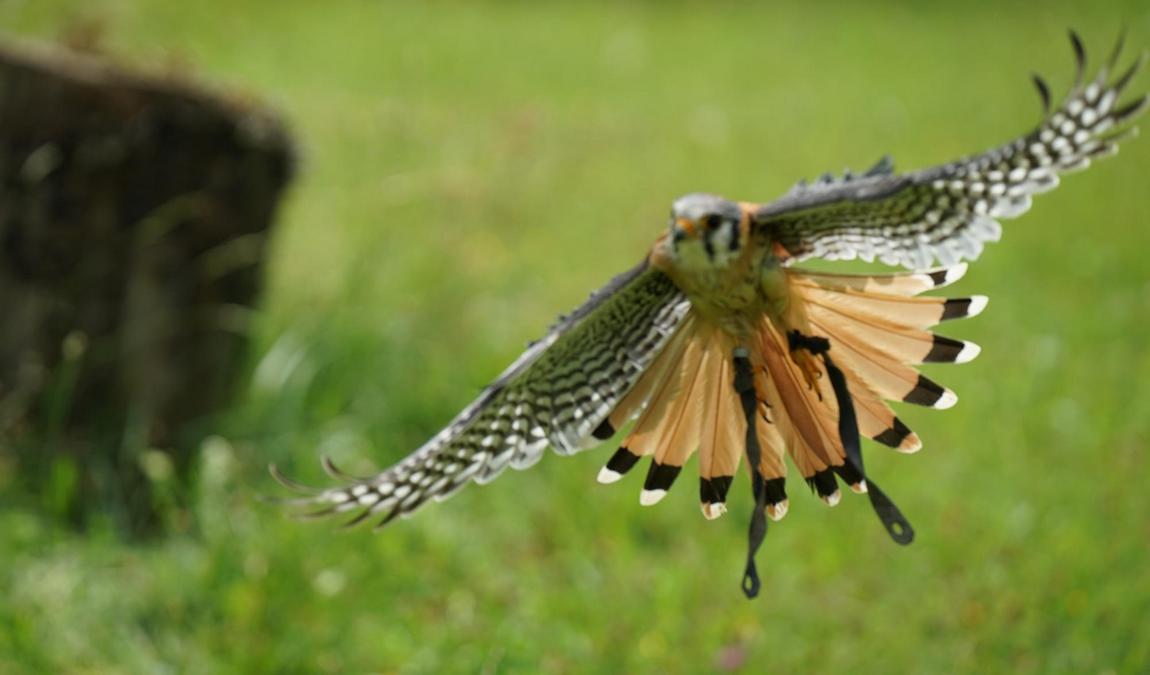 der falkenhof paul klima photo 6