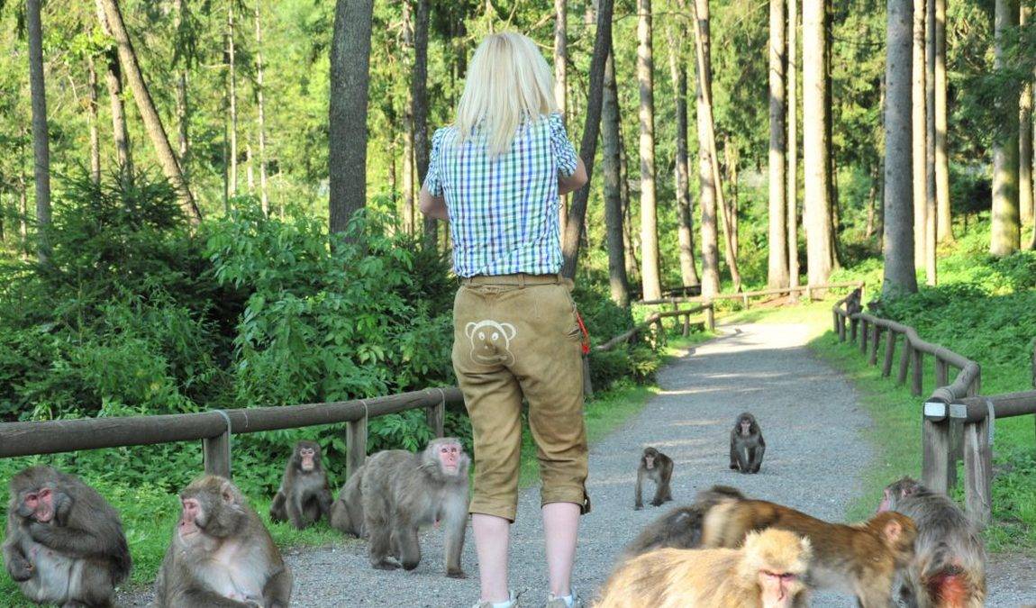 affenberg landskron photo 2