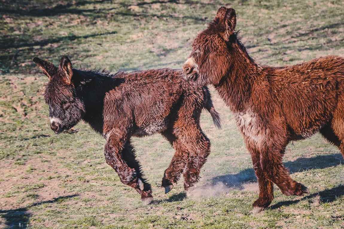 otakarova farma photo 3