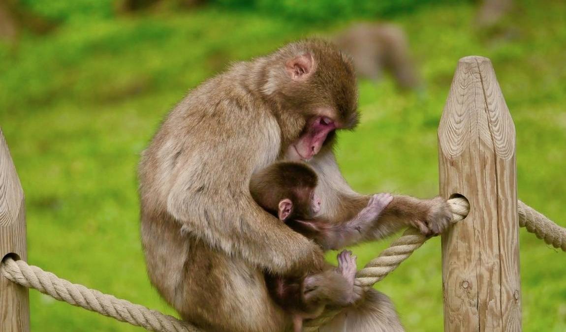 affenberg landskron photo 1