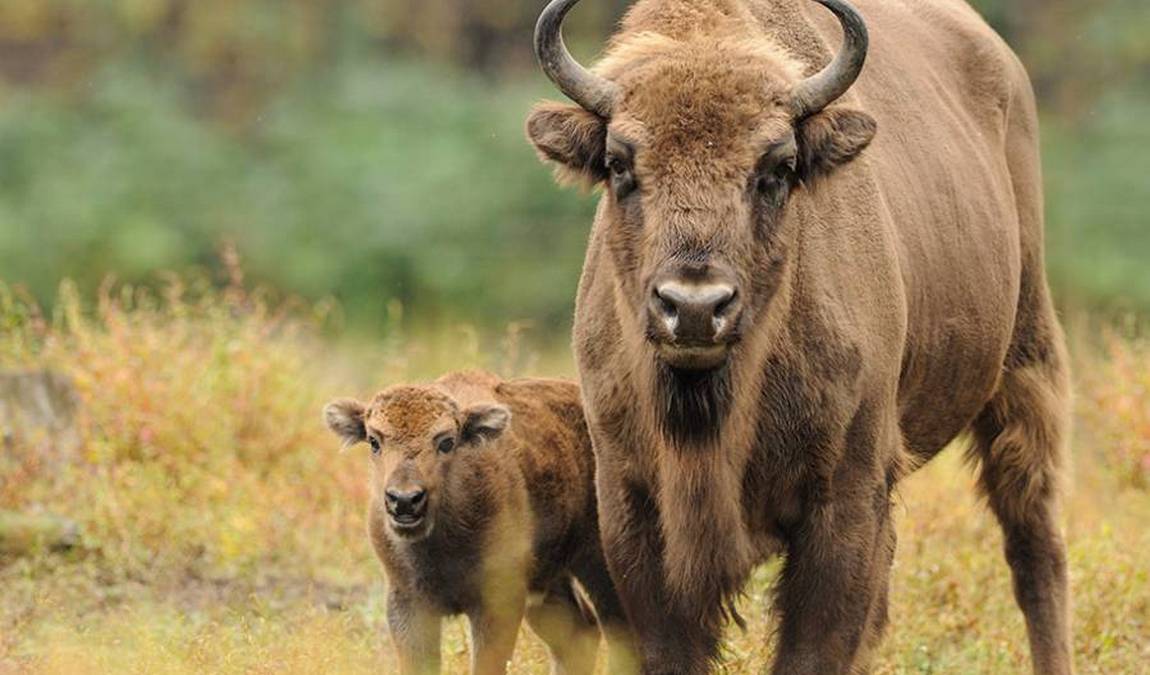 wildpark poing photo 4