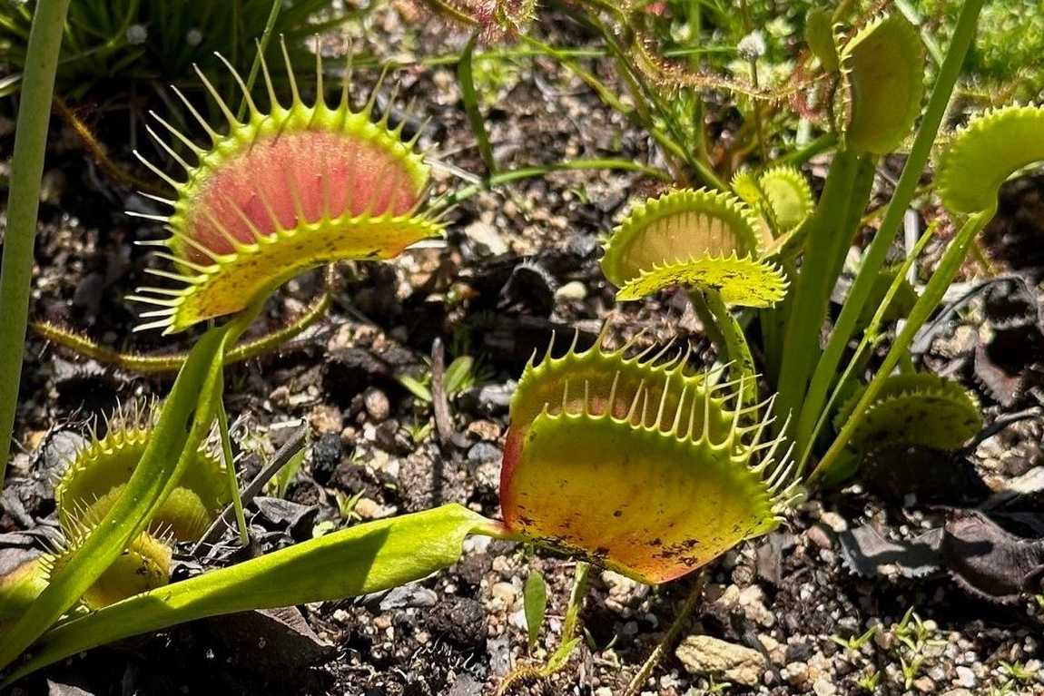 unc charlotte botanical gardens photo 4