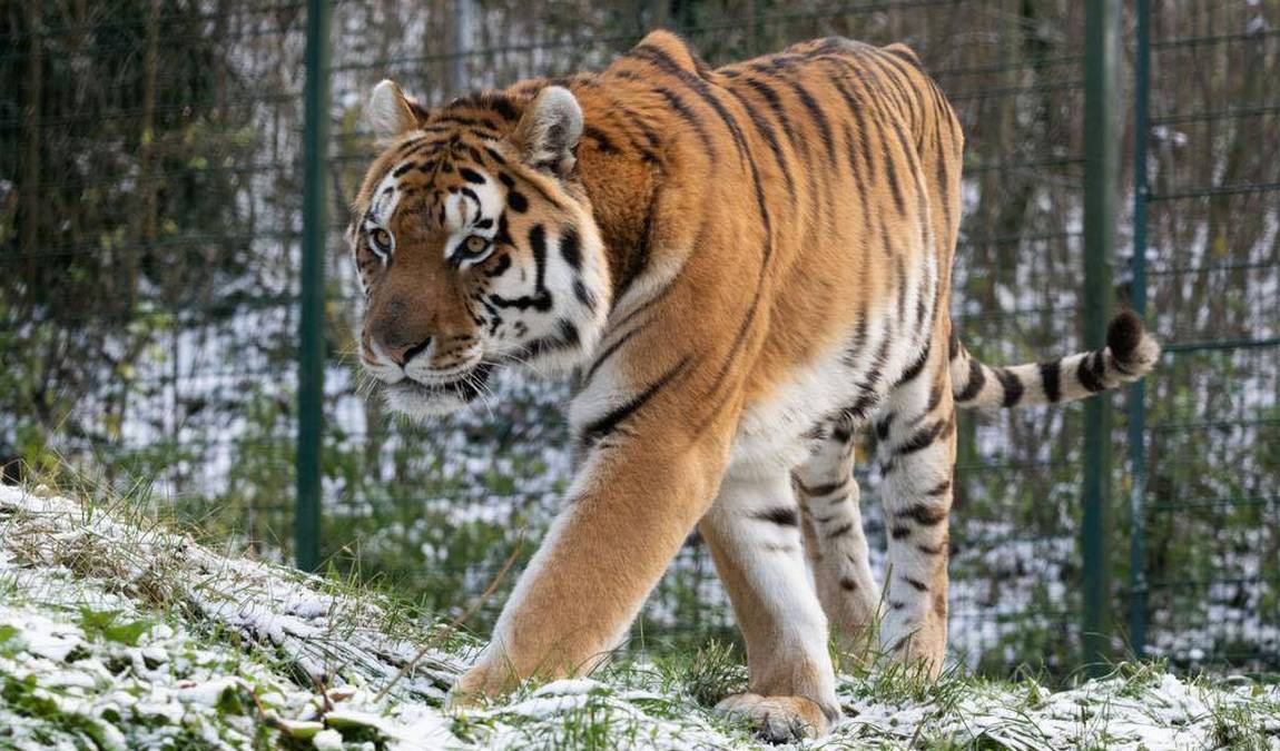 zoo schmiding photo 9