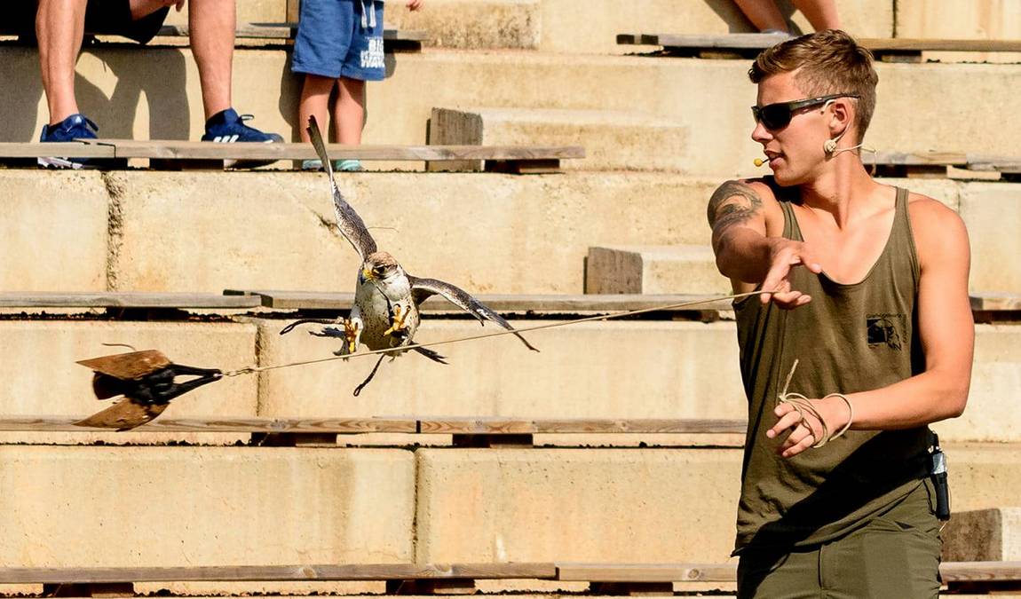 greifvogelwarte riegersburg photo 4