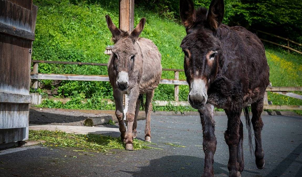 doppelmayr zoo photo 3
