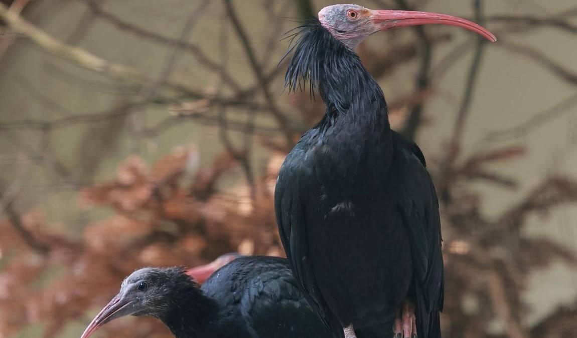 wuppertal zoo photo 6