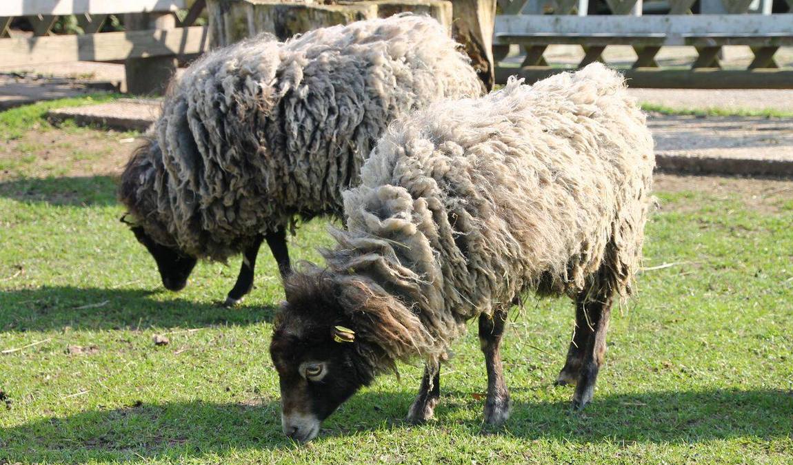 rolfs streichel zoo photo 4