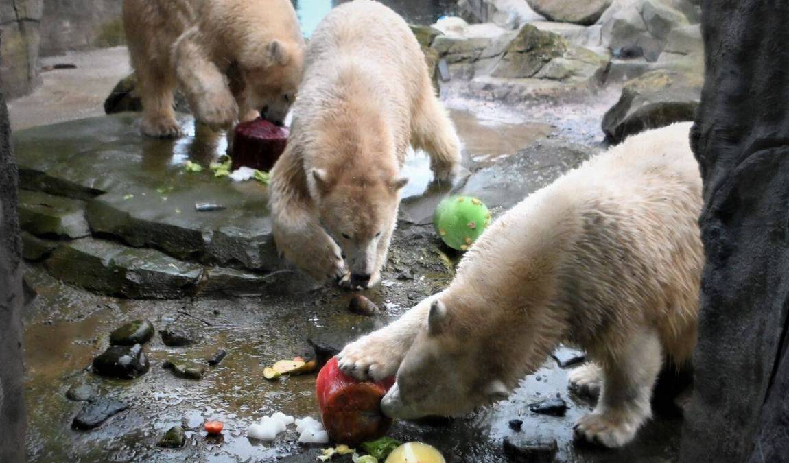 bremerhaven zoo photo 4