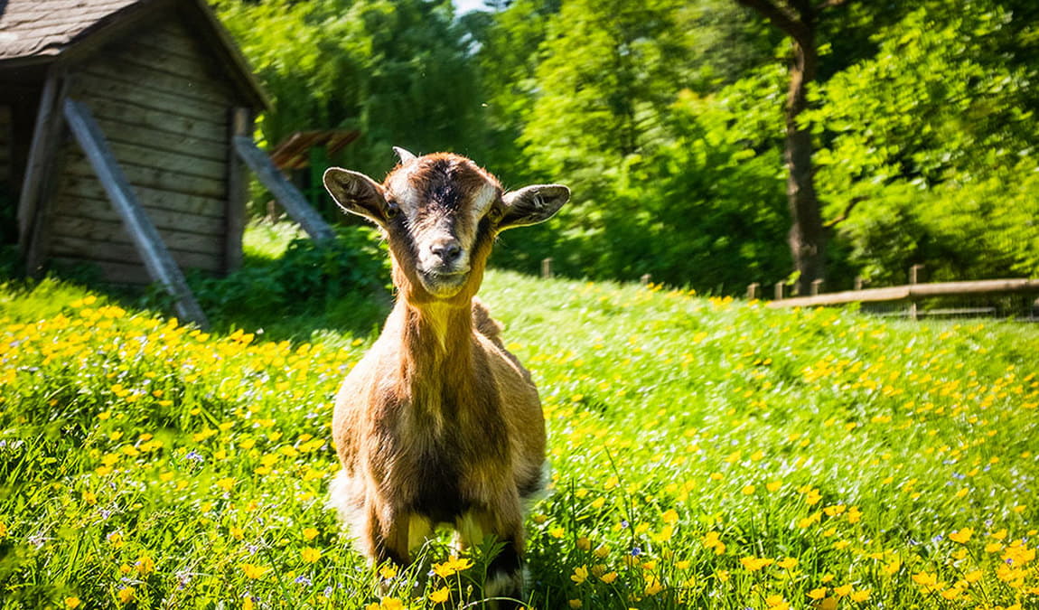 wildpark hochriess photo 6