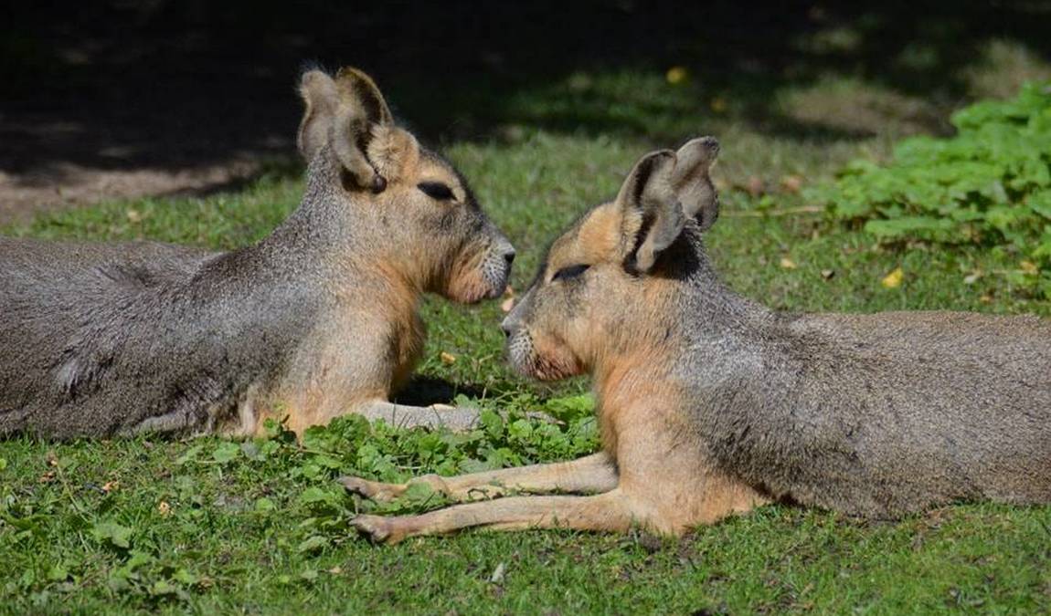 eilenburg zoo photo 4