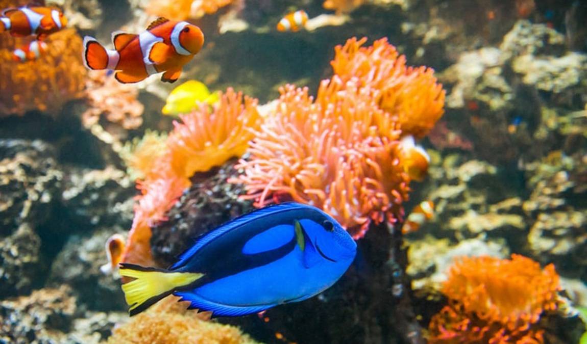 sea life speyer photo 2