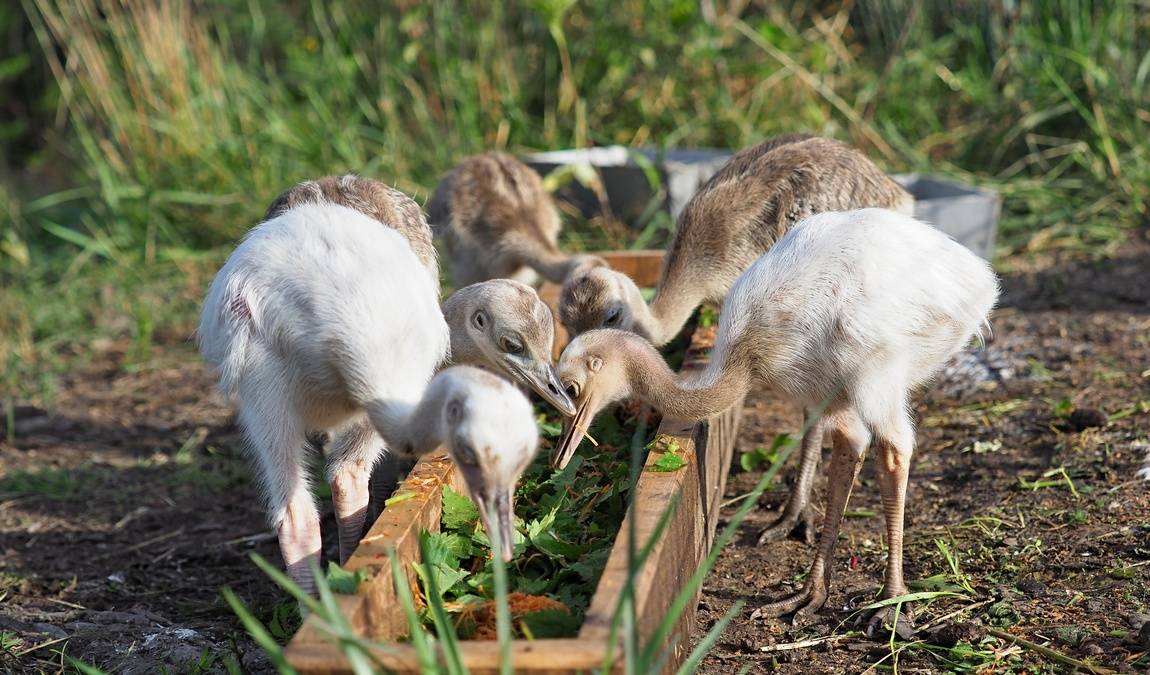 zoo olomouc photo 11