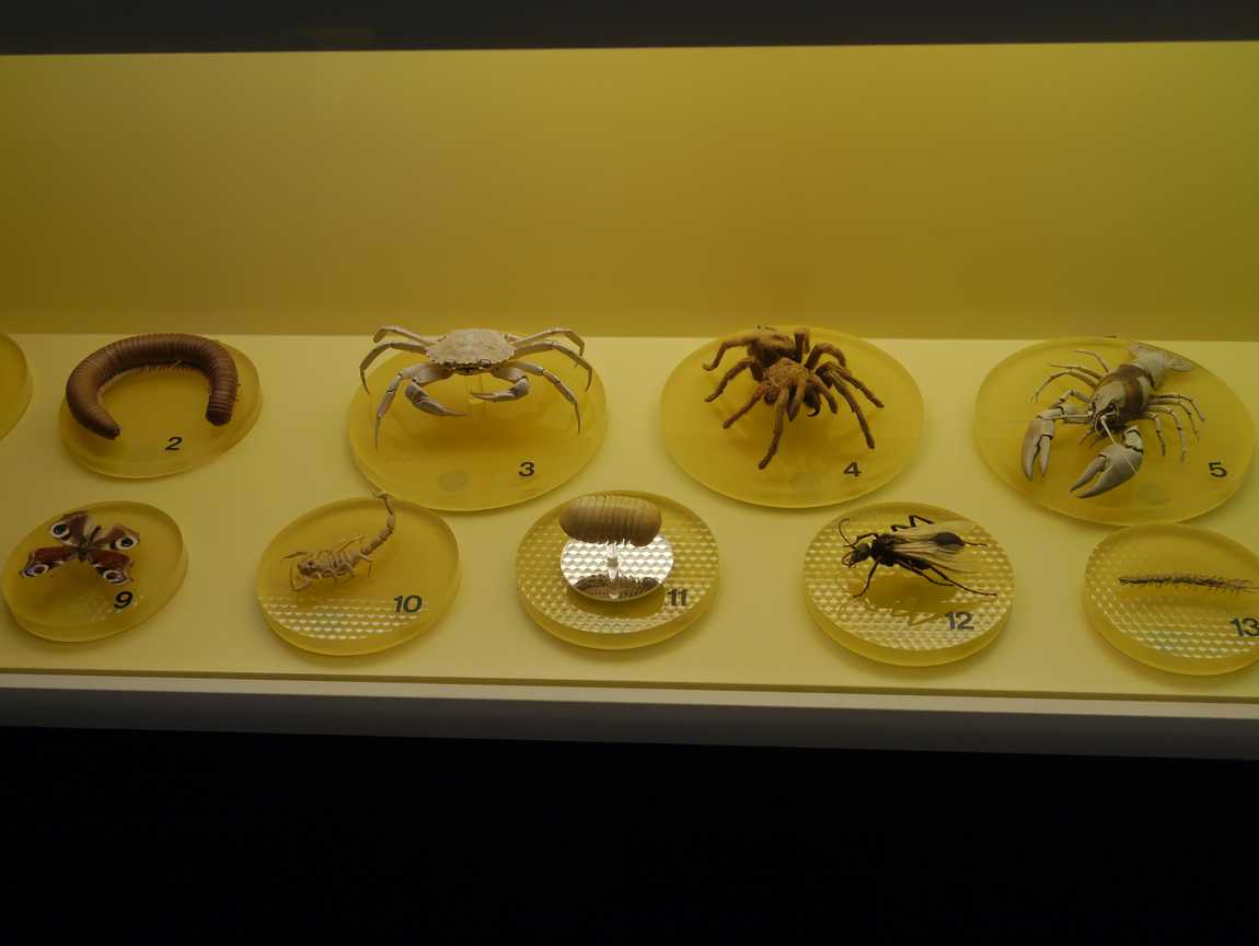 museum of man and nature photo 7