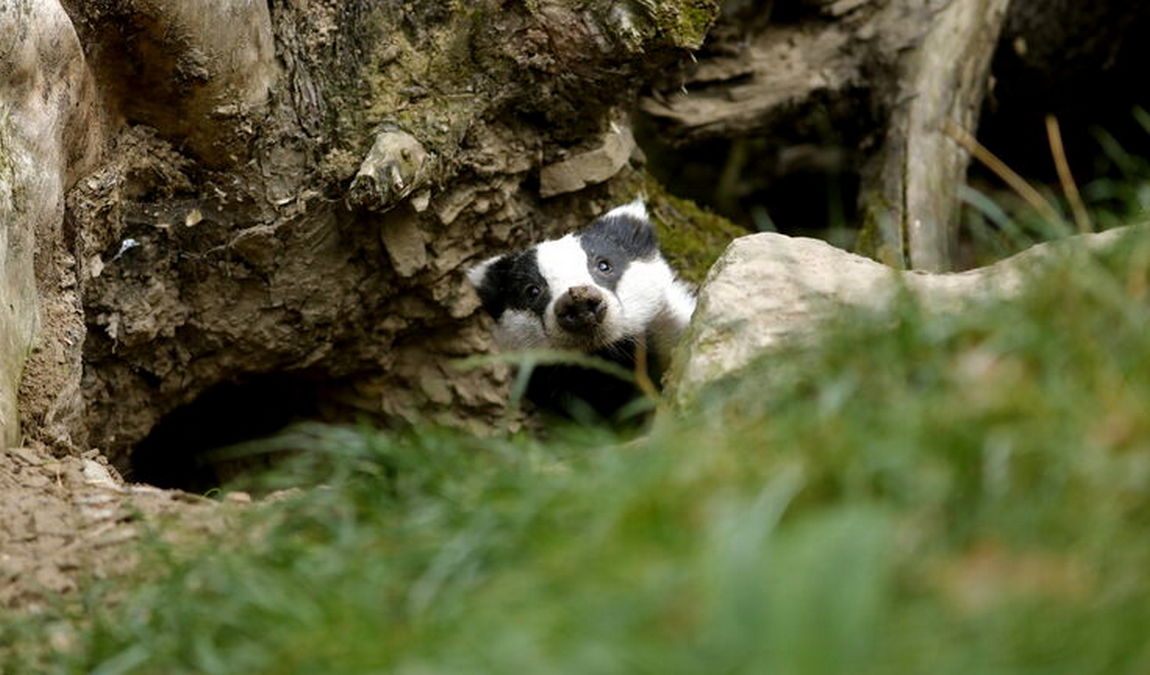 wildpark edersee photo 6