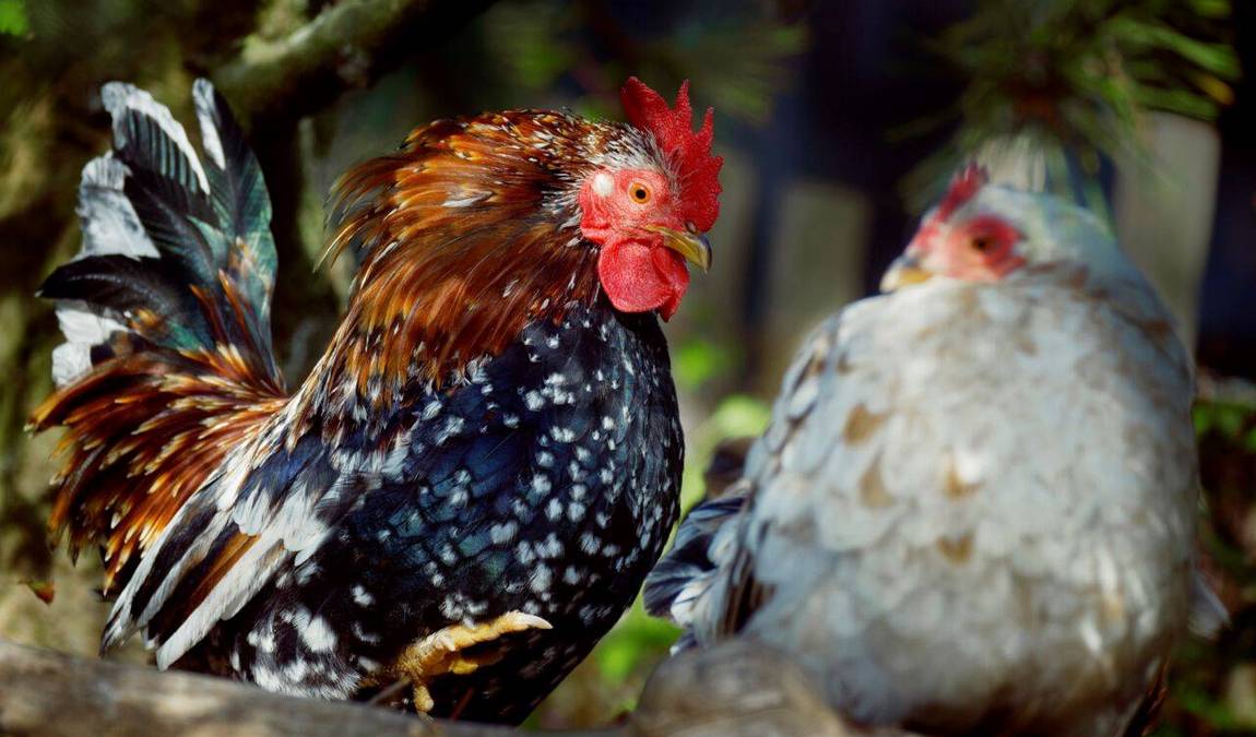 bremerhaven zoo photo 8