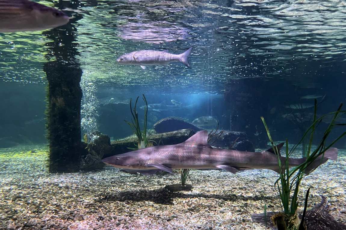 sea life munich photo 2