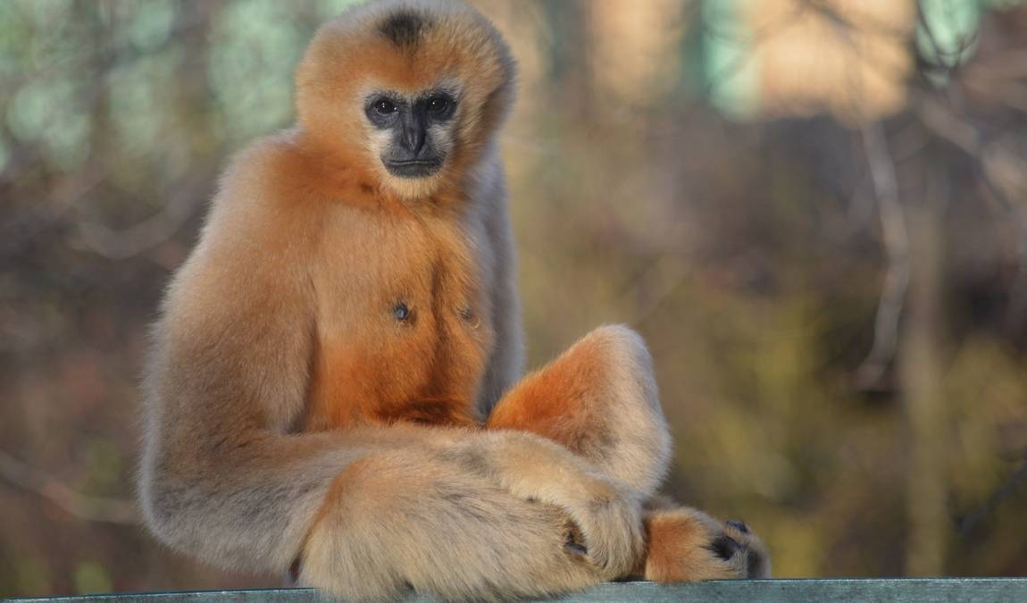 zoo plzen photo 6