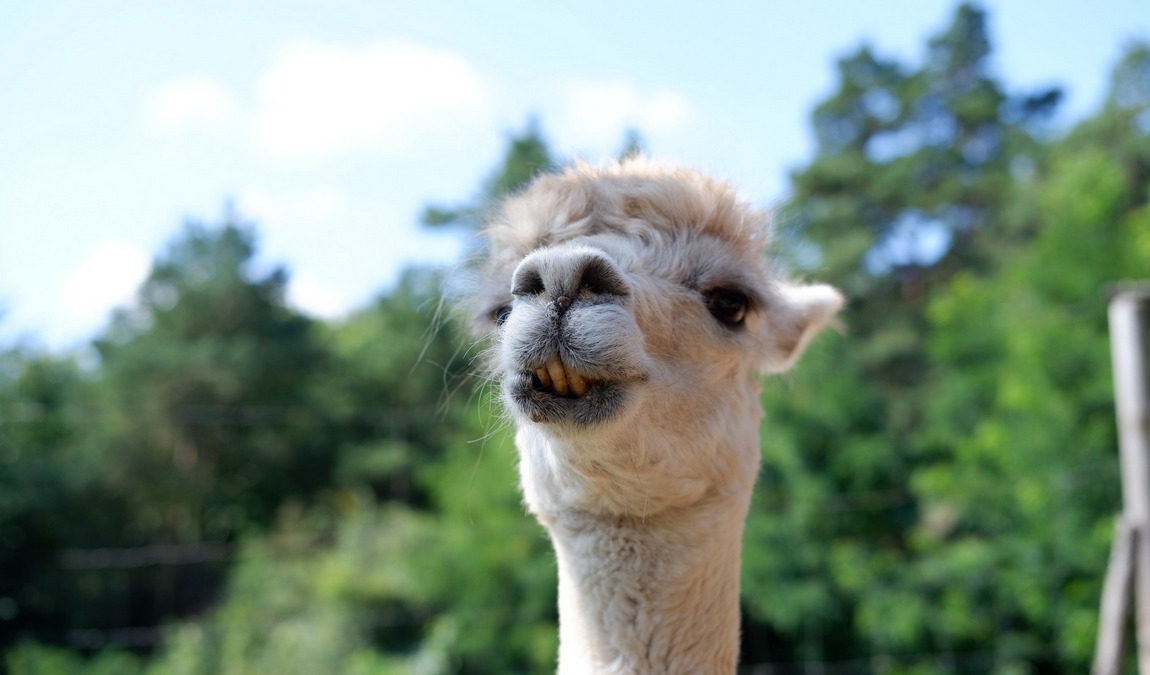 lamacentrum hady photo 8