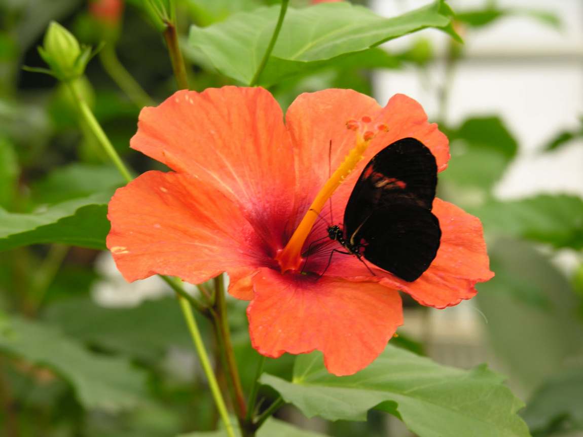 butterfly house photo 3