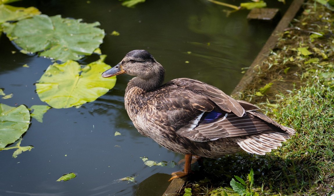 vogelpark heiden photo 2