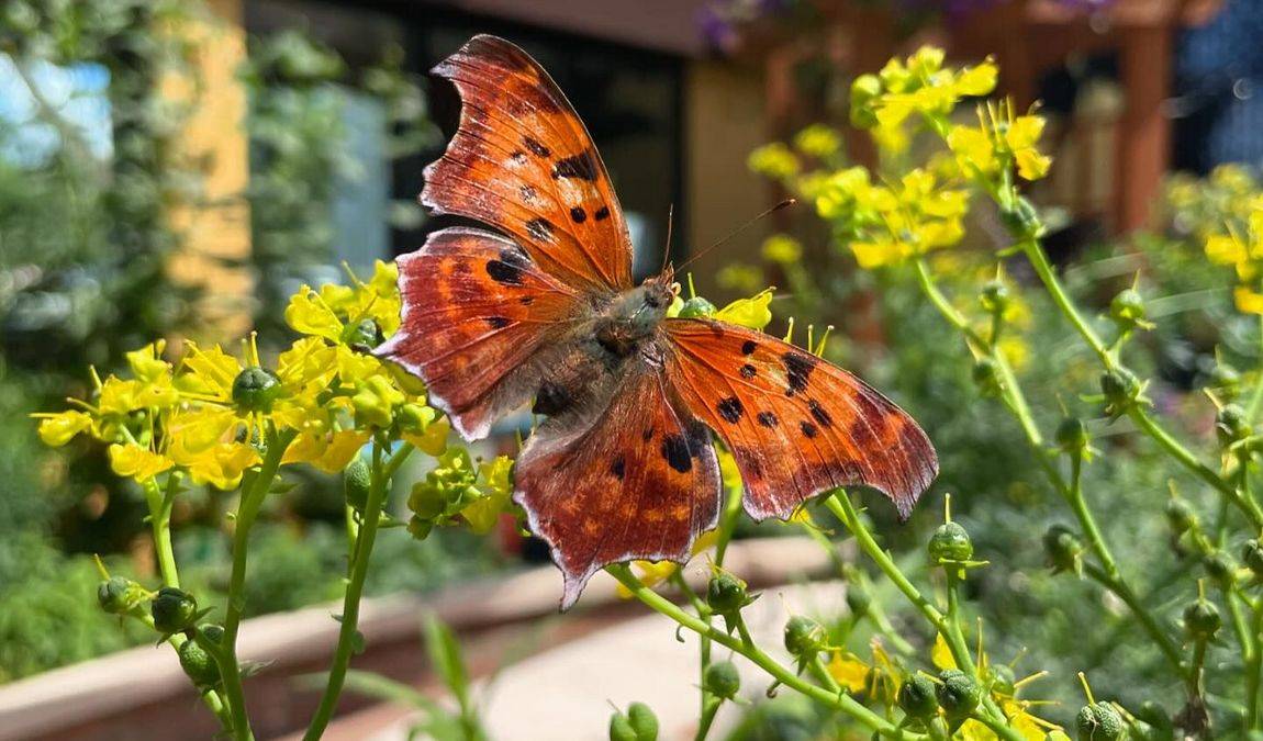 cole family monarch conservation center & butterfly house photo 1
