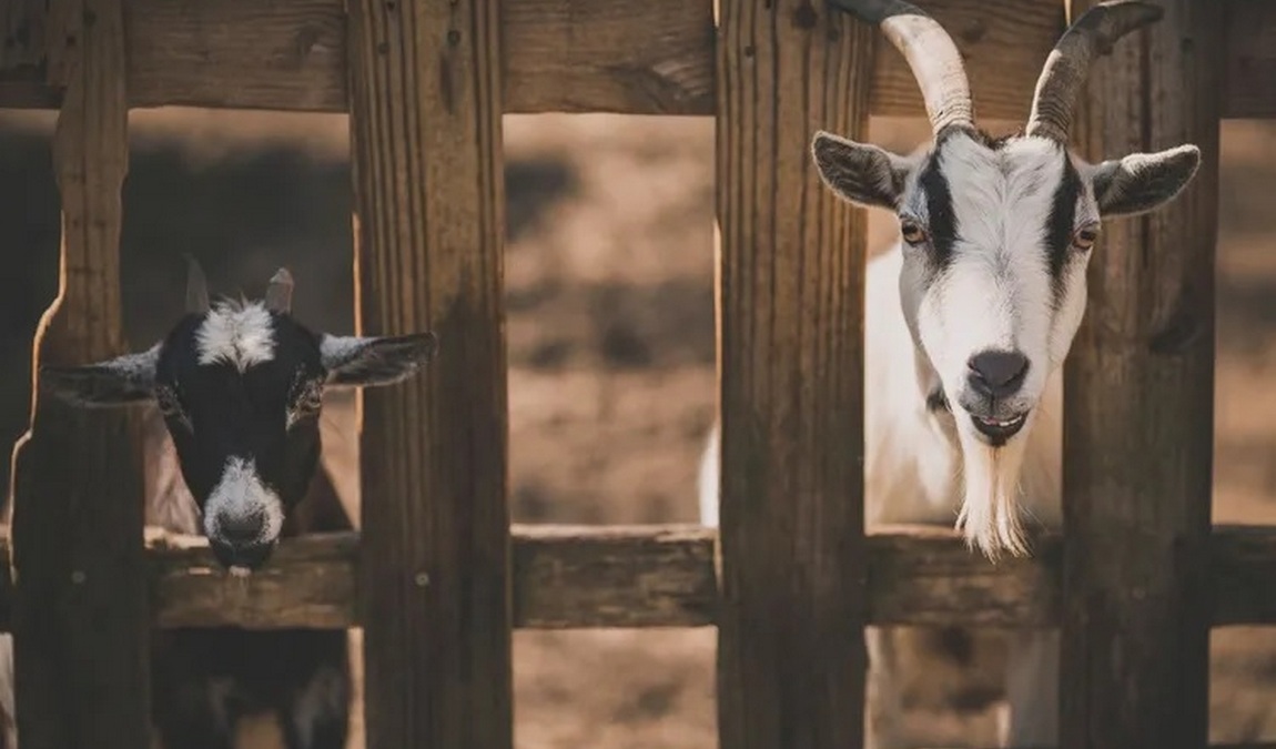 swingin' things  photo 4