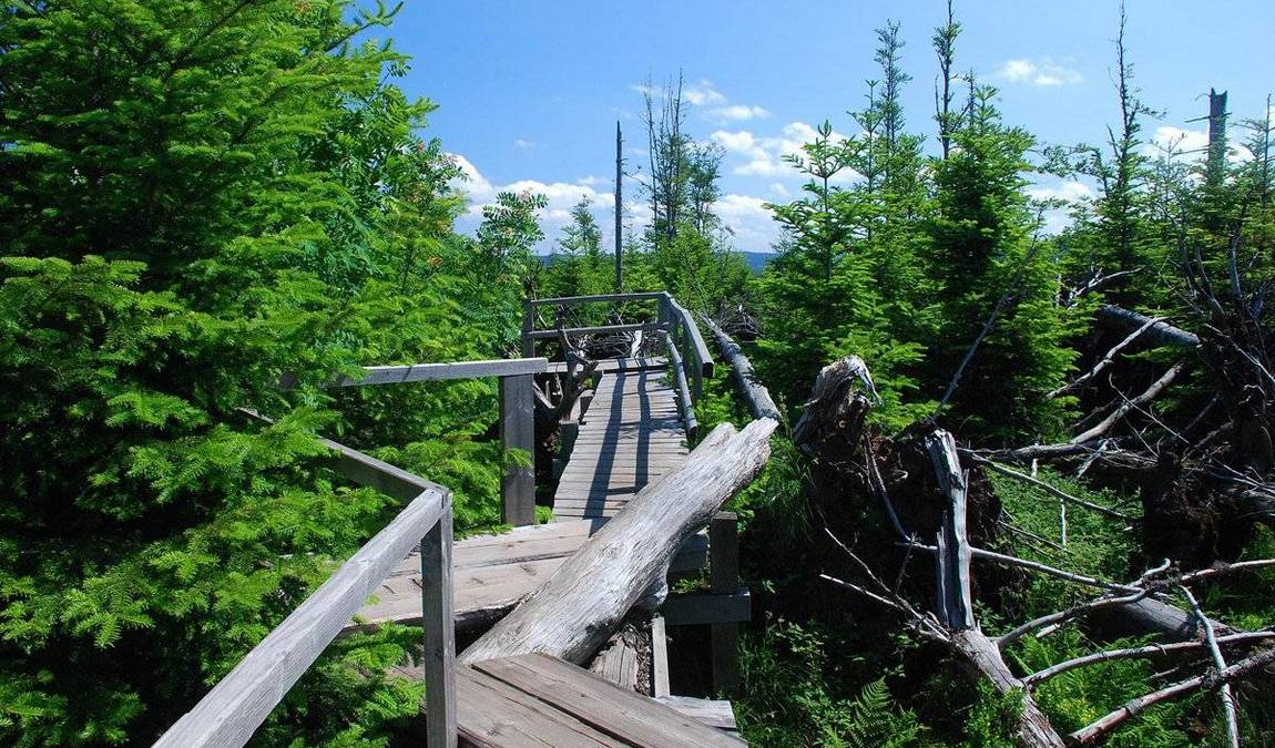 black forest national park photo 2