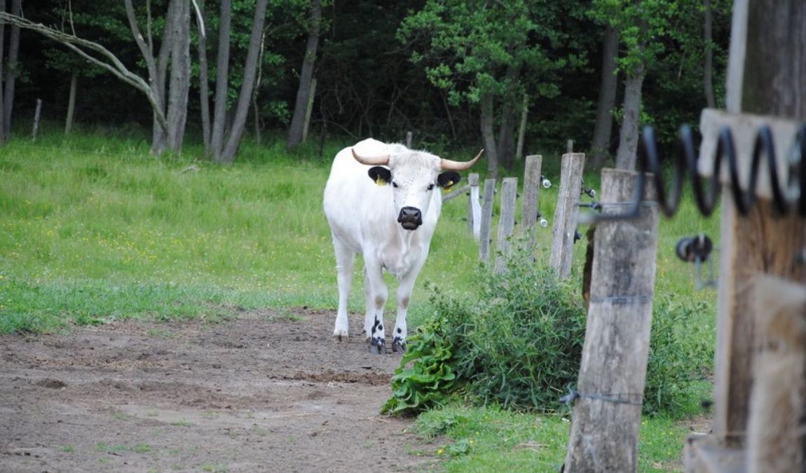 wildpark schorfheide photo 2