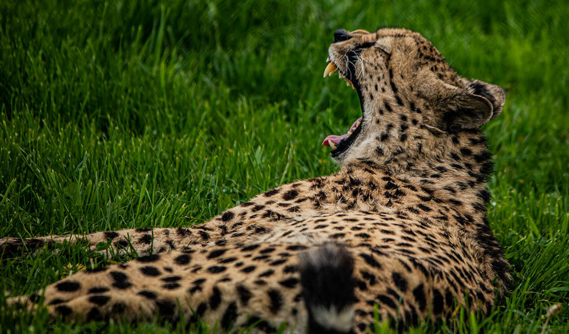 wildpark ortenburg photo 4