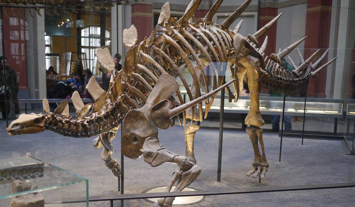 natural history museum photo 3