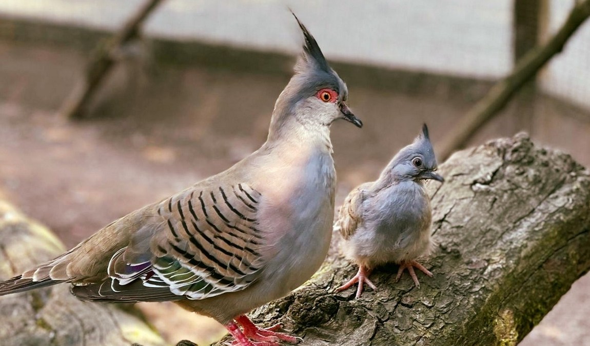 bird park heiligenkirchen photo 3