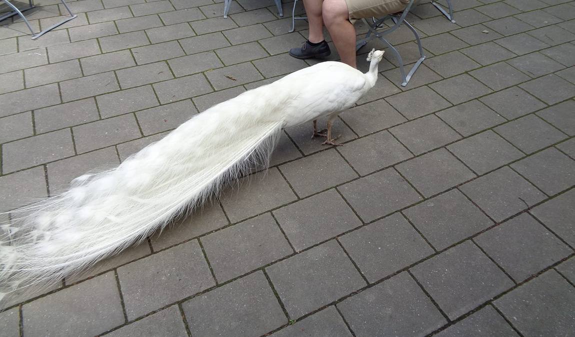 diana observation tower photo 5