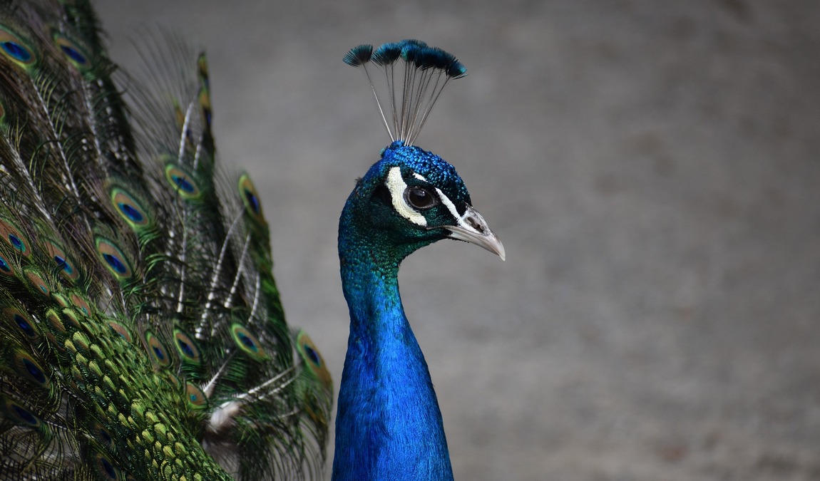 animal wild u. game park preding photo 3