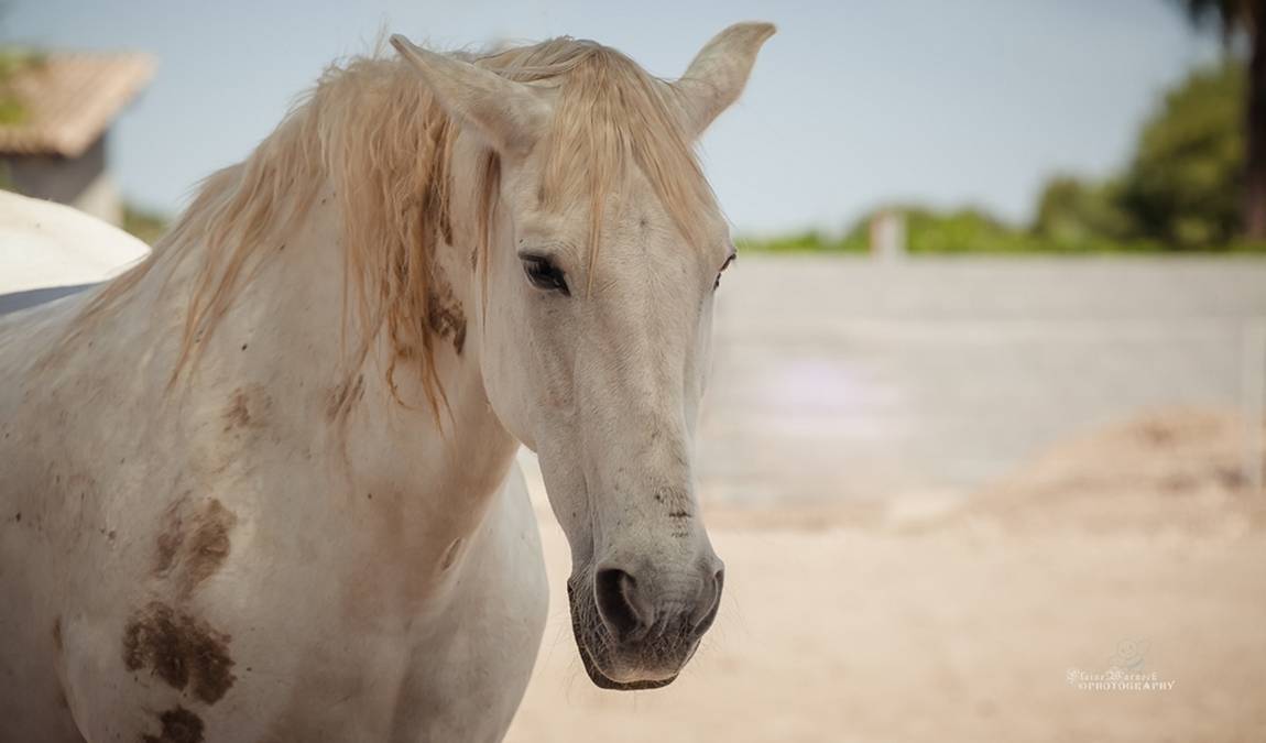 easy horse care rescue centre photo 1