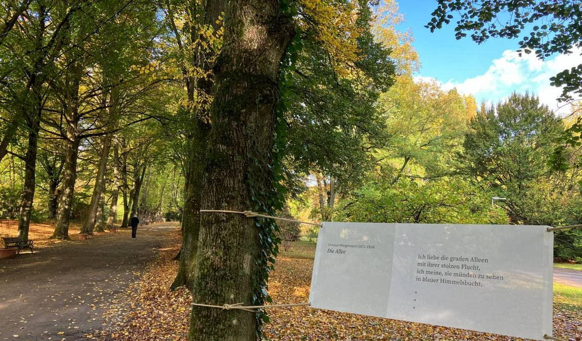 rombergpark botanical garden photo 2