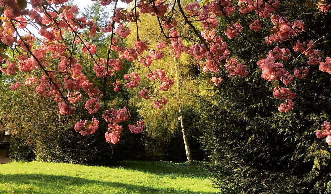 forest and wildpark rolandseck photo 8