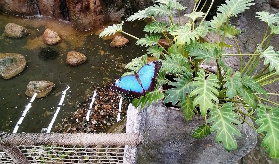 papilonia karlovy vary photo 8