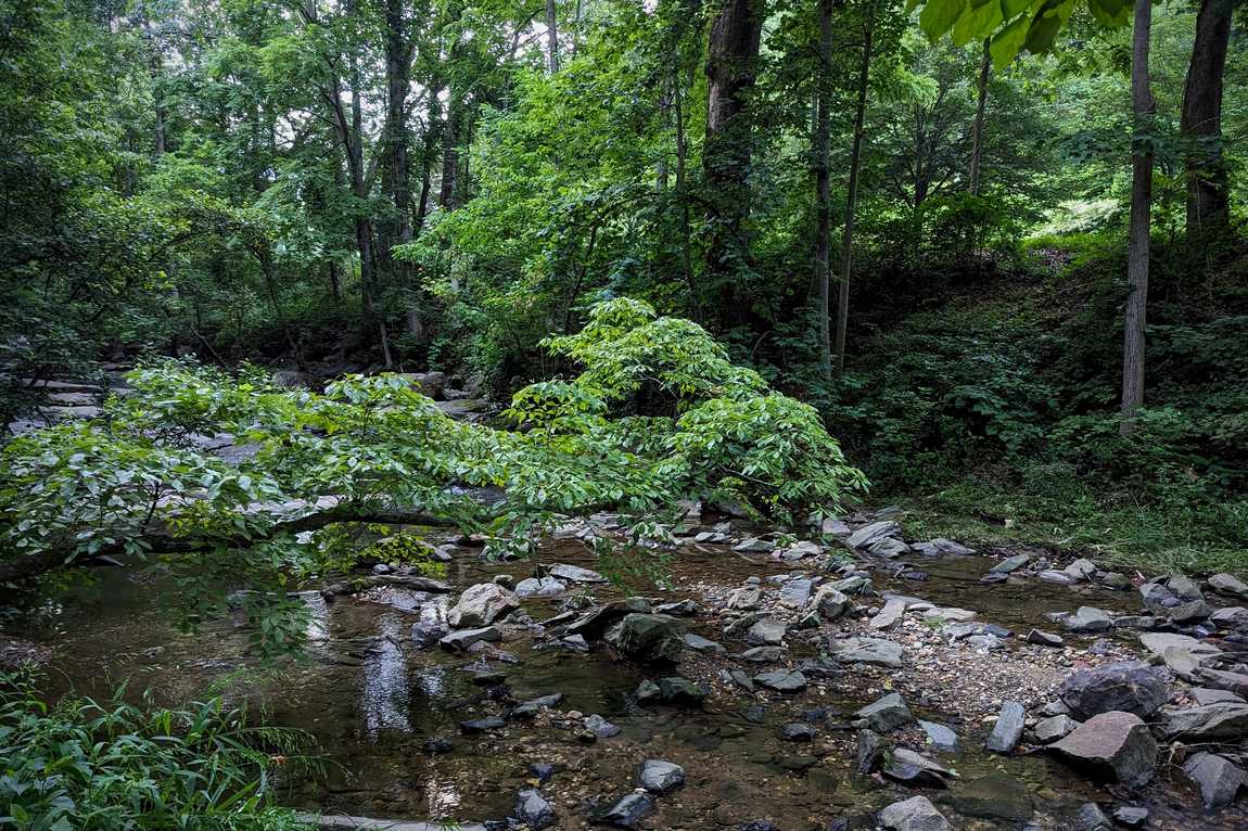 asheville botanical garden photo 5