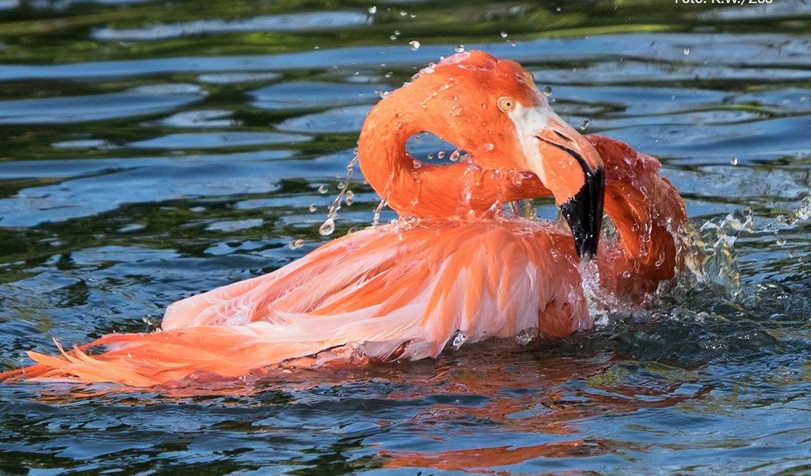 heidelberg zoo photo 4