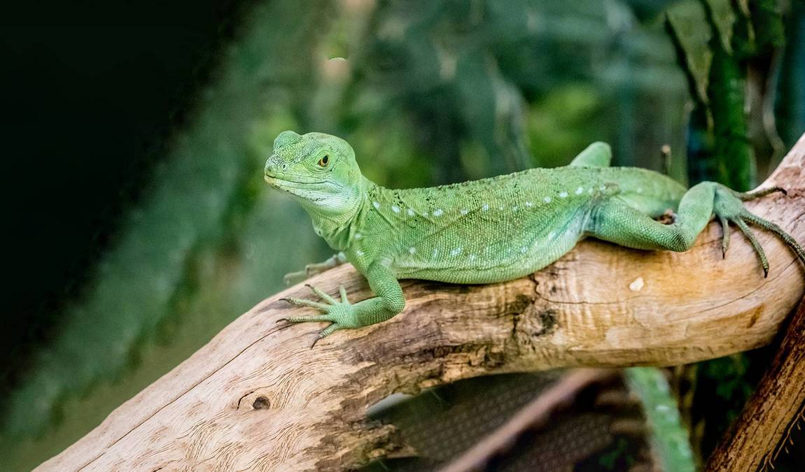 butterfly house in elbauenpark photo 4