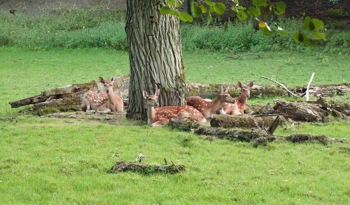 roehrensee animal park photo 6