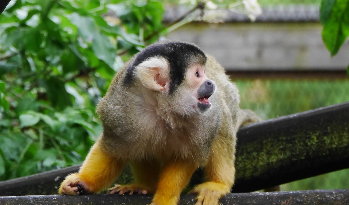 bischofswerda zoo photo 3