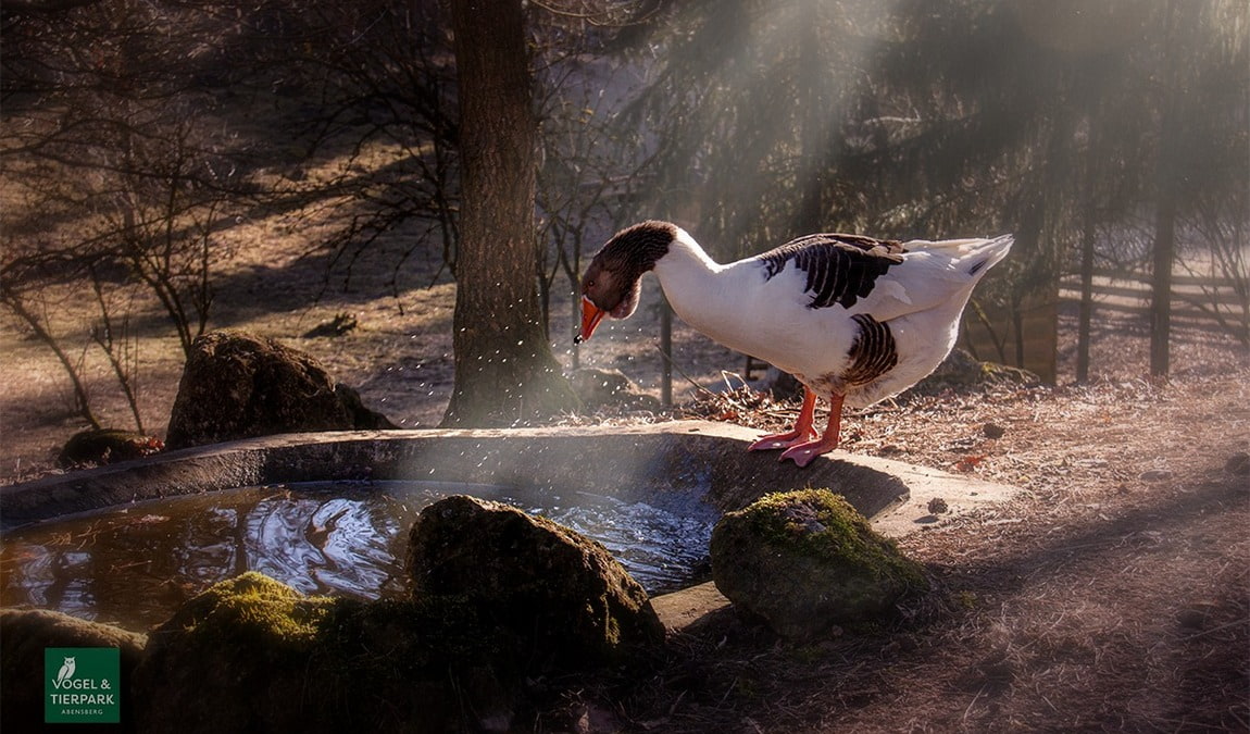 abensberg bird park photo 5