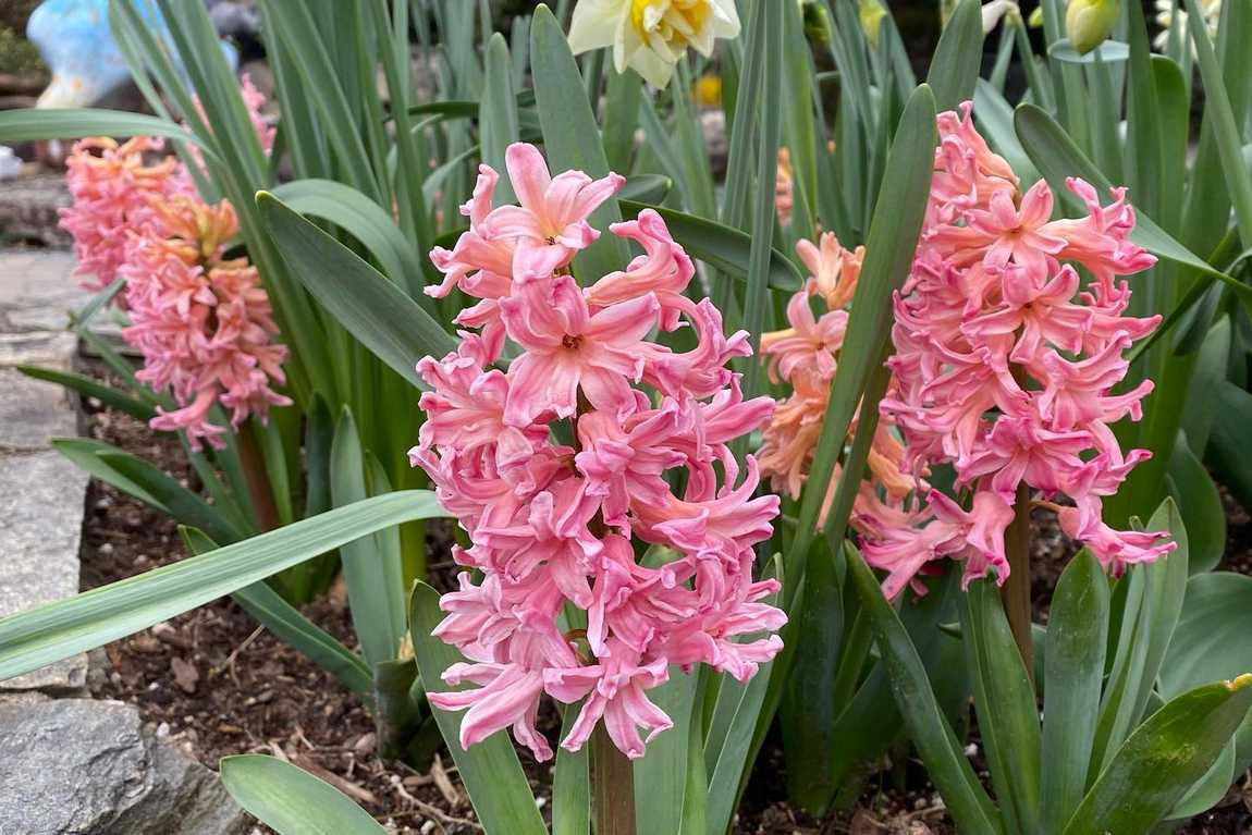 bullington gardens photo 4