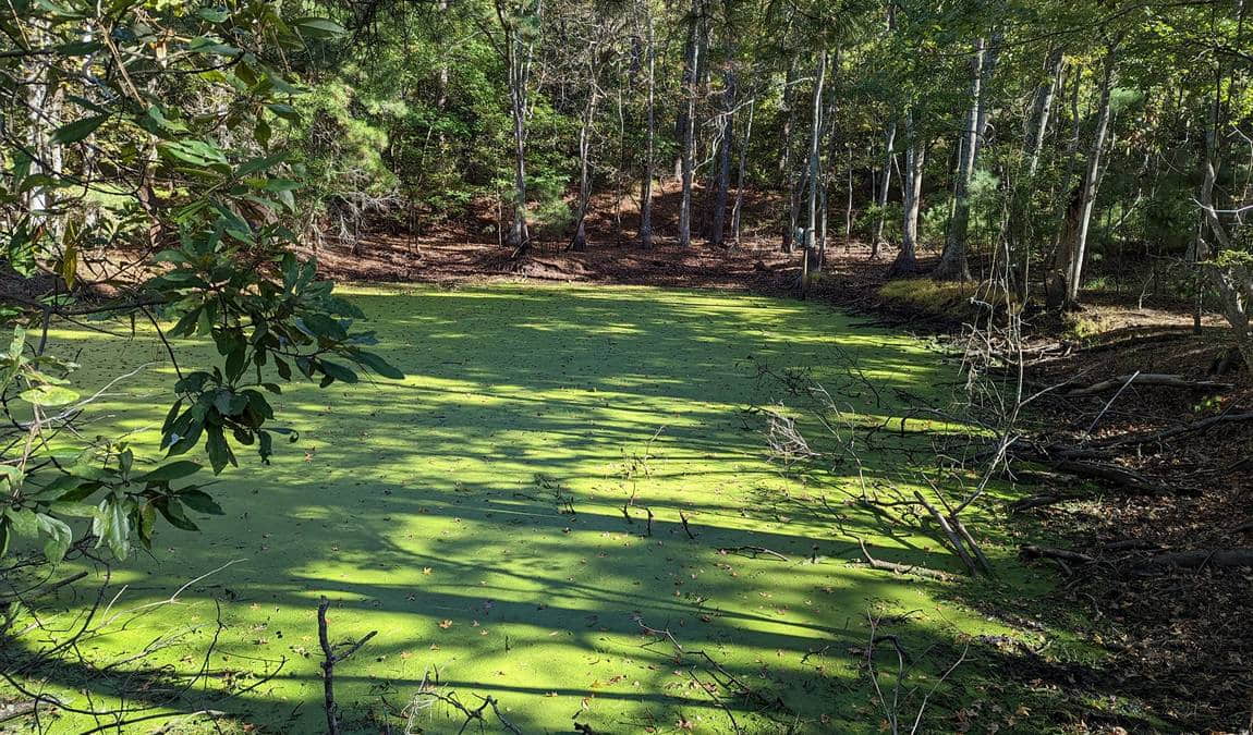 wings over water wildlife festival photo 2