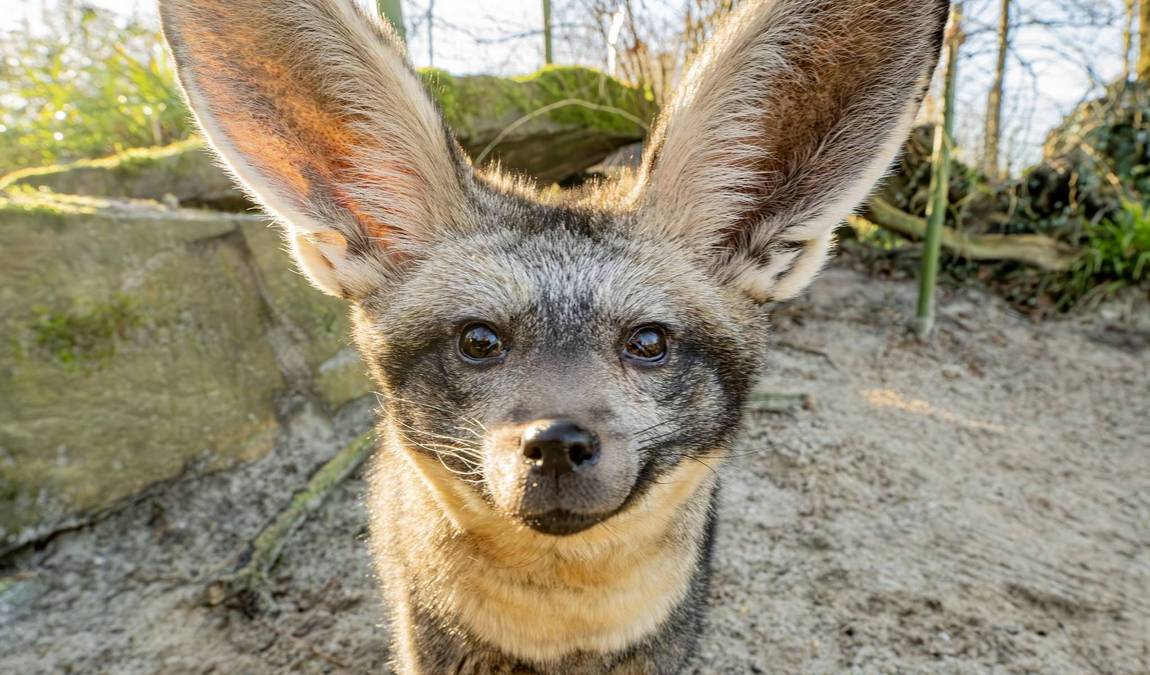 dortmund zoo photo 2