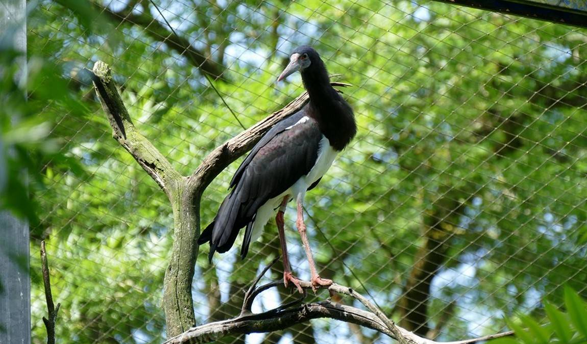 olching bird park photo 1